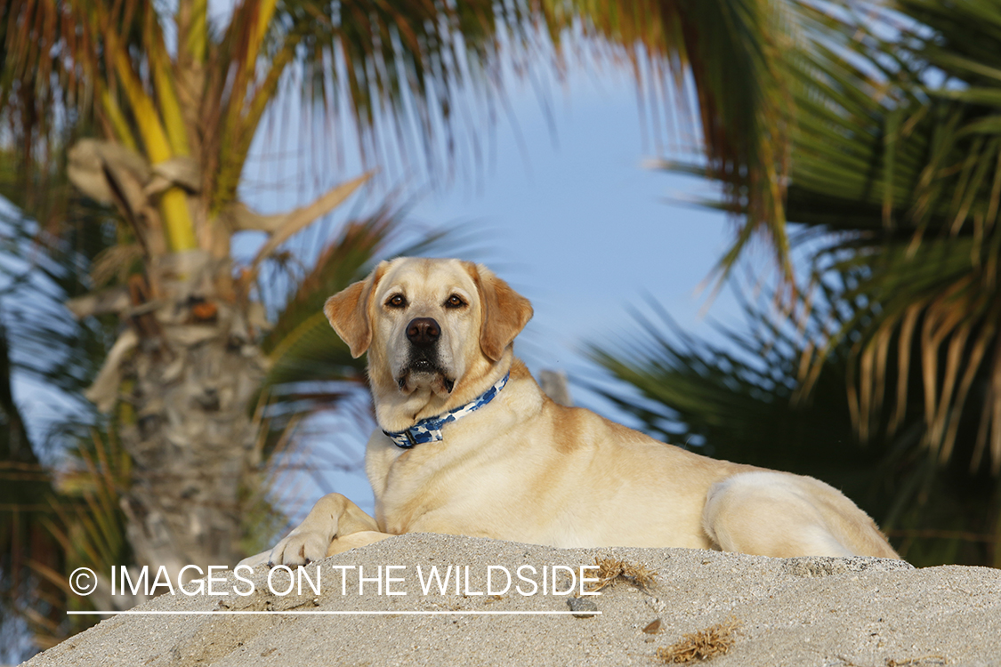 Yellow lab laying in sand.