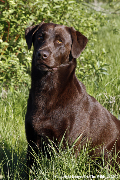 Chocolate Labrador Retriever in field