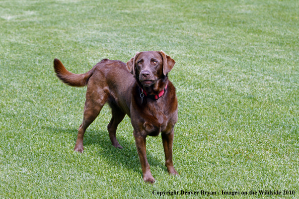 Chocolate Labrador Retriever