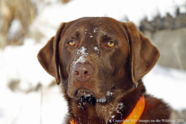 Chocolate Labrador Retriever