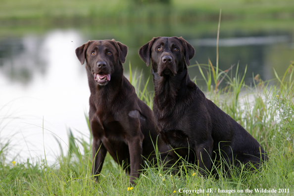 Chocolate Labrador Retrievers.