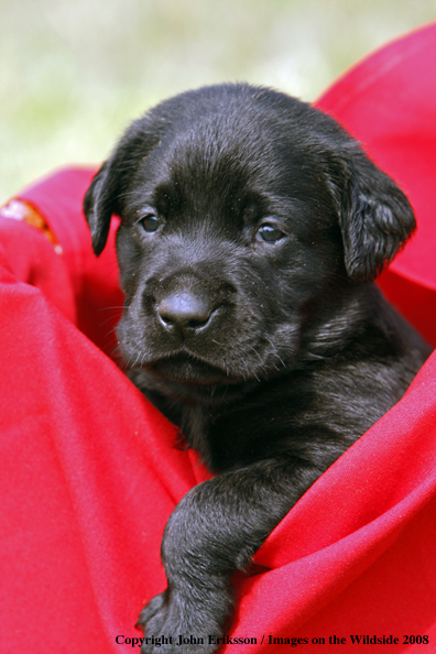 Black Labrador Retriever pup