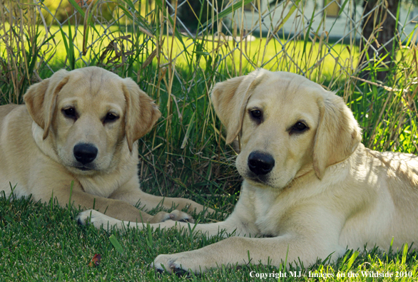 Yellow Labrador Retriever puppies