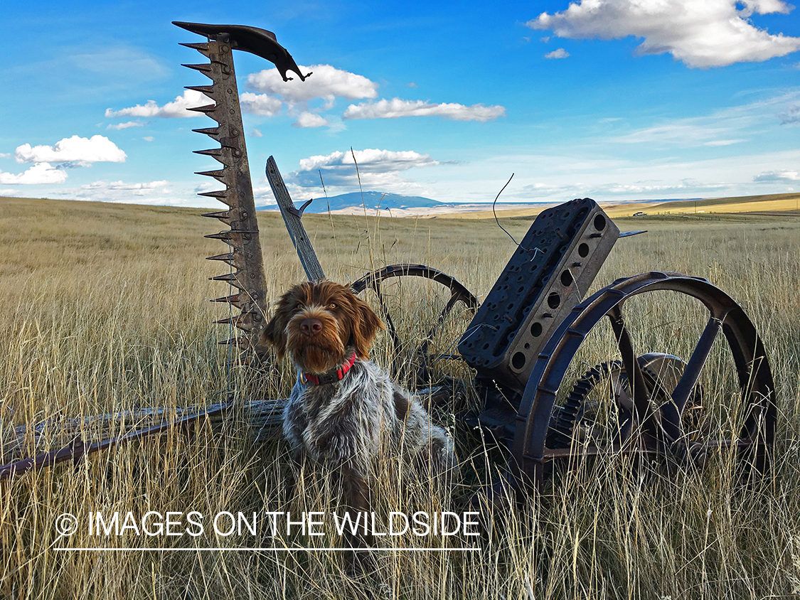 Wirehaired pointing griffon in field.