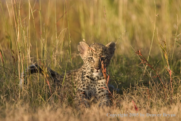 Leopard cub in habitat. Africa