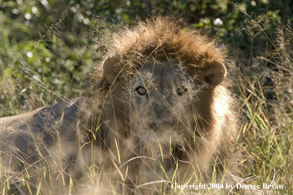 Male African lion in the bush.