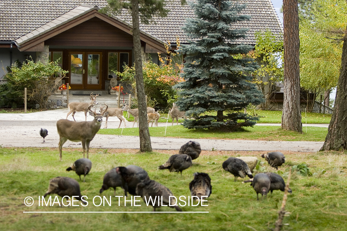 Wildlife (white-tailed deer, Merriam's turkey) in yard.