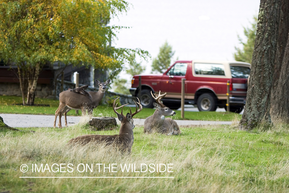 White-tailed deer in yard. 