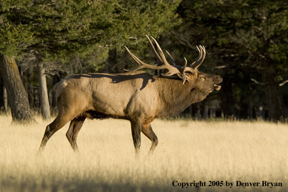 Rocky Mountain bull elk bugling.