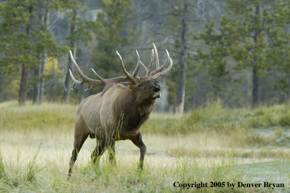 Rocky Mountain bull elk bugling.