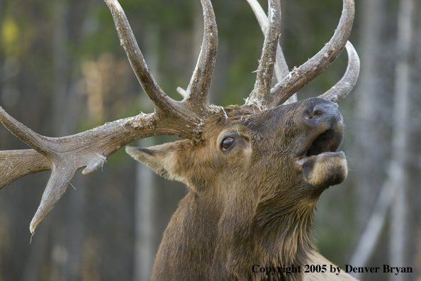 Rocky Mountain bull elk bugling.