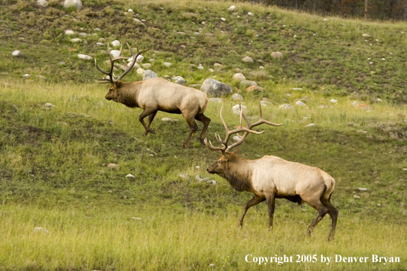 Bull elk walking in a field.