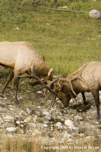 Bull elk fighting.