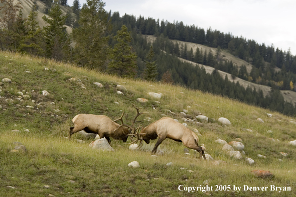 Bull elk fighting.