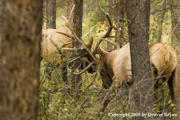 Bull elk fighting.