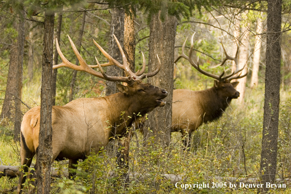 Rocky Mountain bull elk bugling.