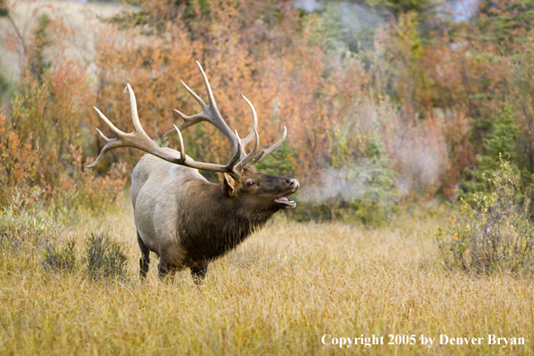 Rocky Mountain bull elk bugling.