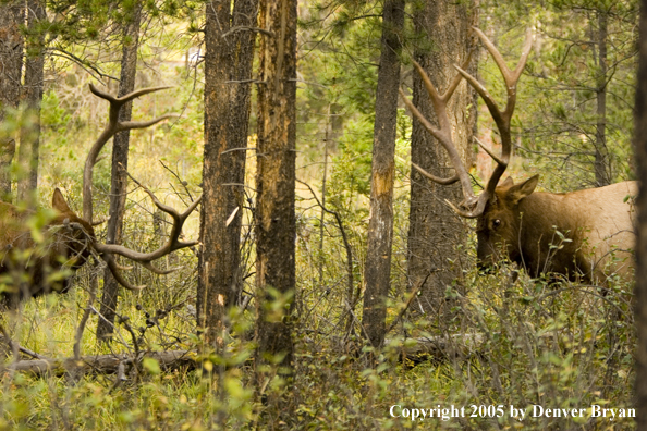 Bull elk fighting.