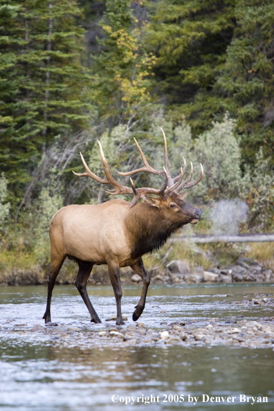 Bull elk in habitat.