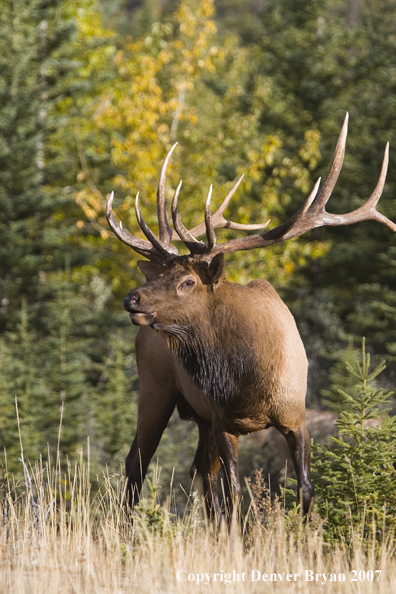 Bull elk in habitat.