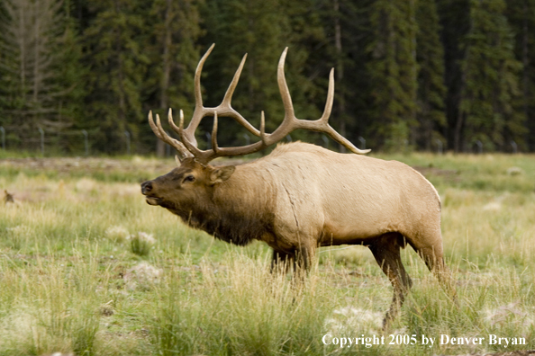 Bull elk in habitat.