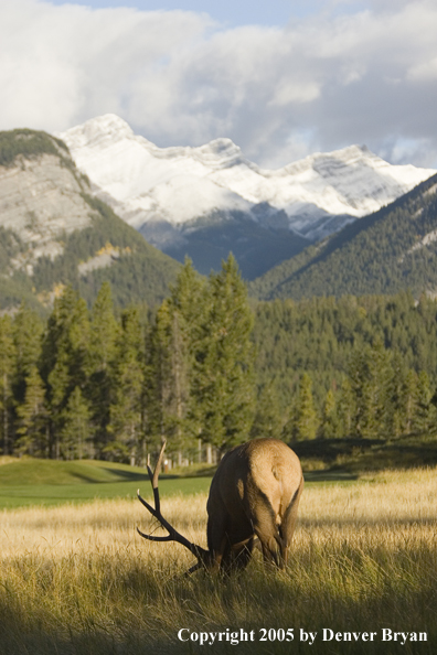 Bull elk in habitat.