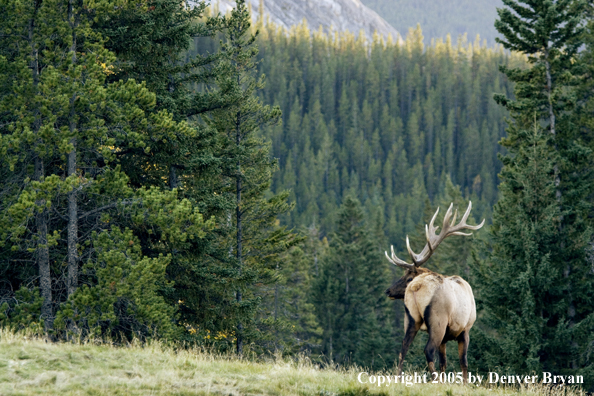 Bull elk in habitat.