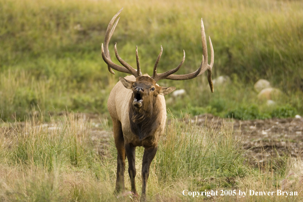 Rocky Mountain bull elk bugling.