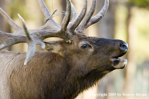 Rocky Mountain bull elk bugling.