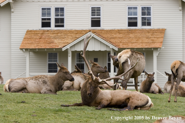 Bull elk in habitat with cows in Yellowstone National Park.