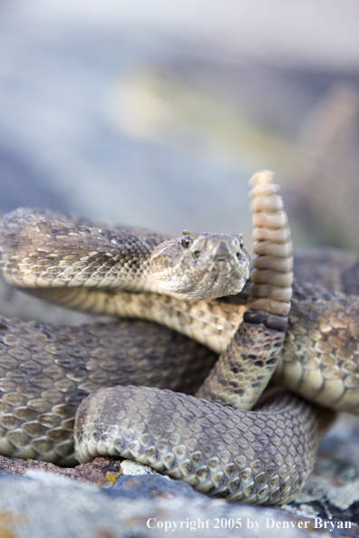 Rattlesnake on rocks.