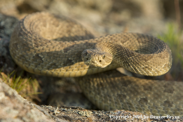 Rattlesnake on rocks.