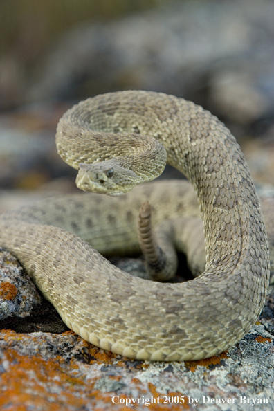 Rattlesnake on rocks.