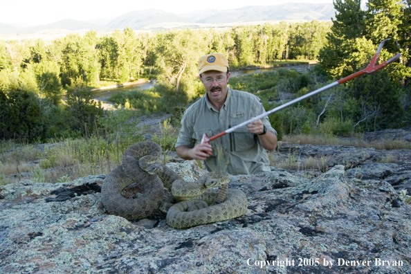 Rattlesnakes on rocks with Denver Bryan behind.