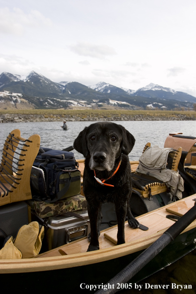 Black Lab in wooden driftboat on Yellowstone River.