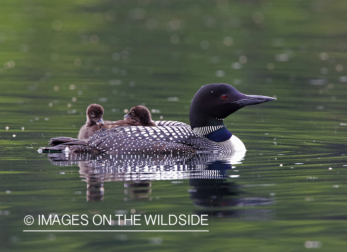 Loon carrying her chicks.