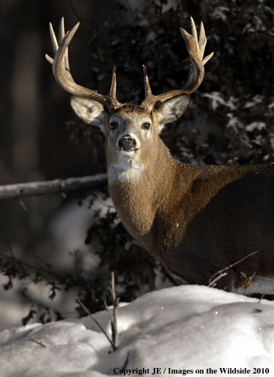 Whitetail Deer in habitat (Original image # 00271-044.36D)