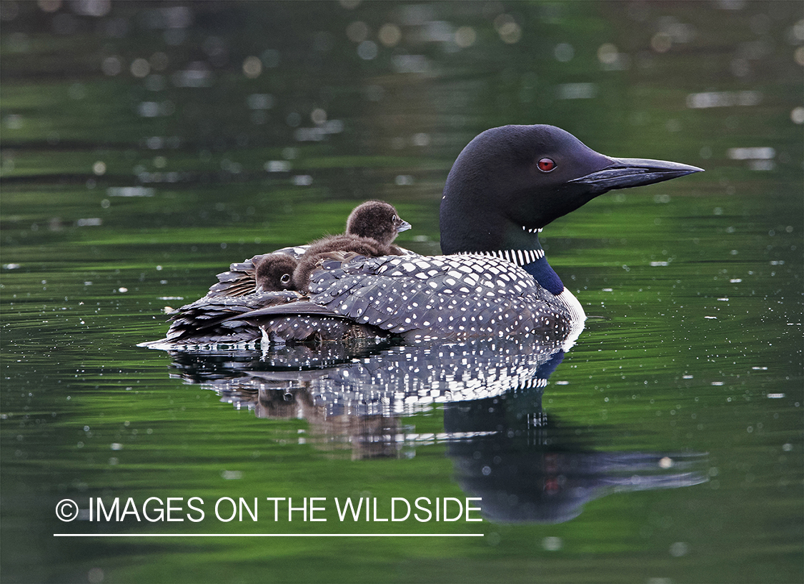 Loon carrying her chicks.