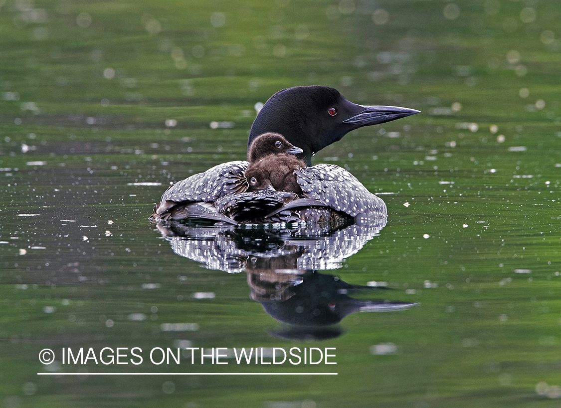 Loon carrying her chicks.