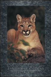 Eye of the Cougar (22 in x 33.5 in)